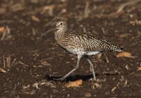 Grosser Brachvogel